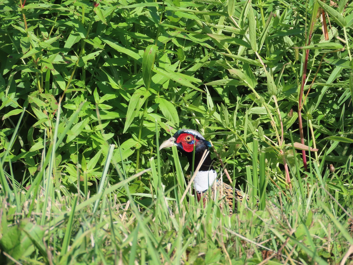 Ring-necked Pheasant - ML642604688