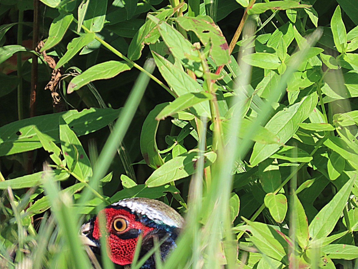 Ring-necked Pheasant - ML642604689