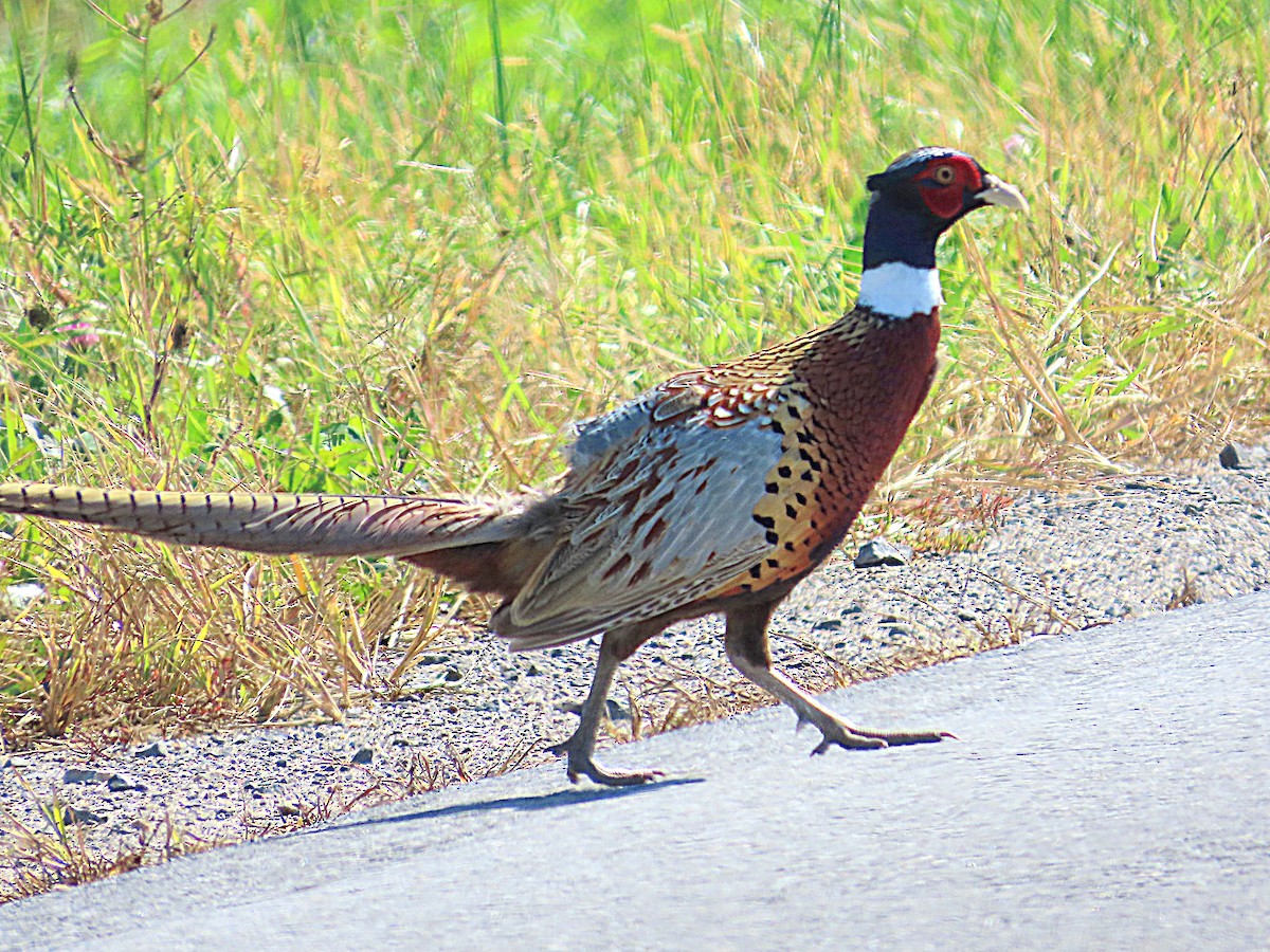 Ring-necked Pheasant - ML642604690