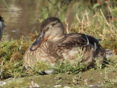 Northern Shoveler - ML642604694