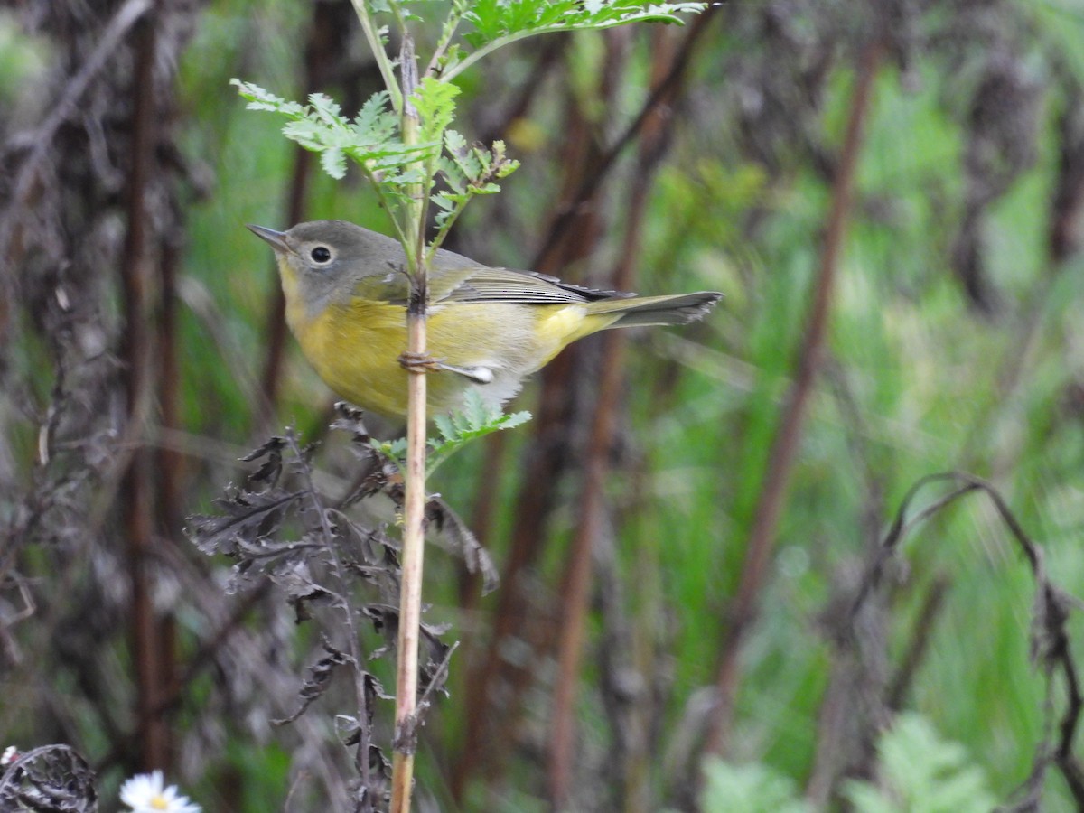 Nashville Warbler - ML642604696