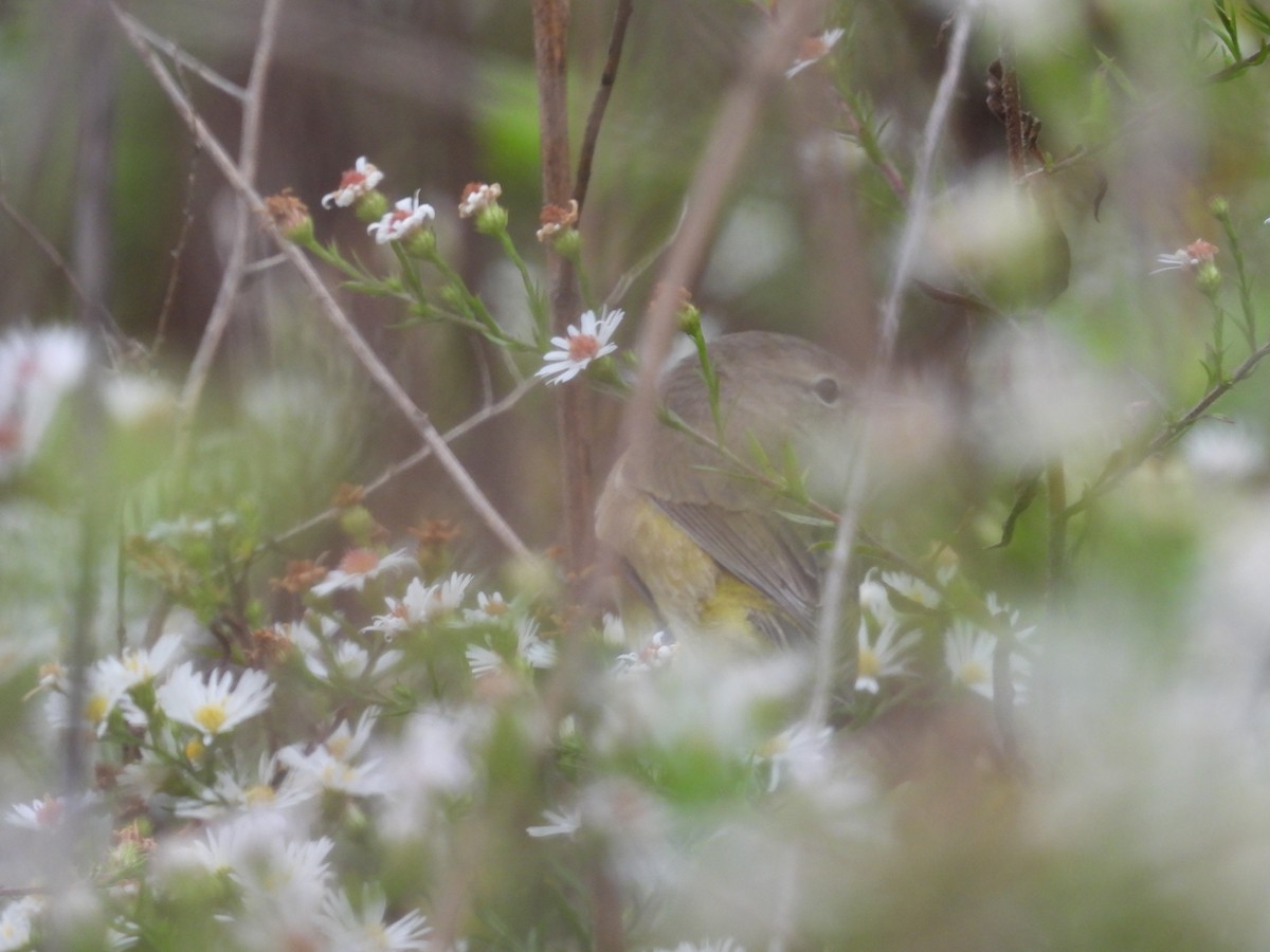 Orange-crowned Warbler (Gray-headed) - ML642604716