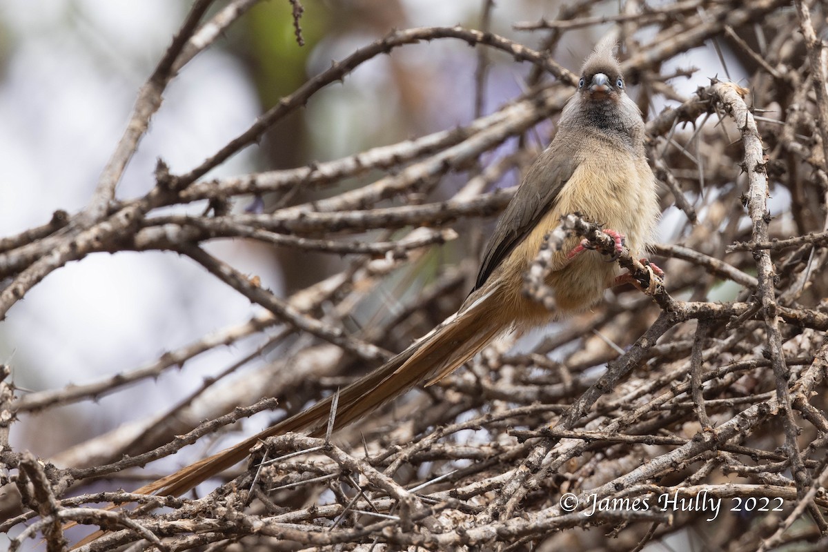 Speckled Mousebird - ML642604731