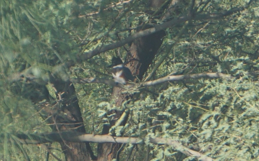 Belted Kingfisher - ML642604743
