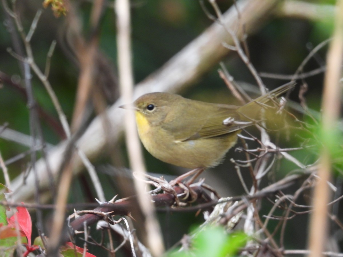Common Yellowthroat - ML642604744