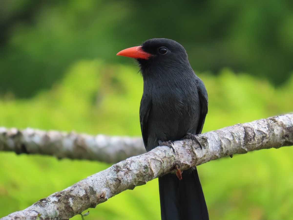 Black-fronted Nunbird - ML642604761