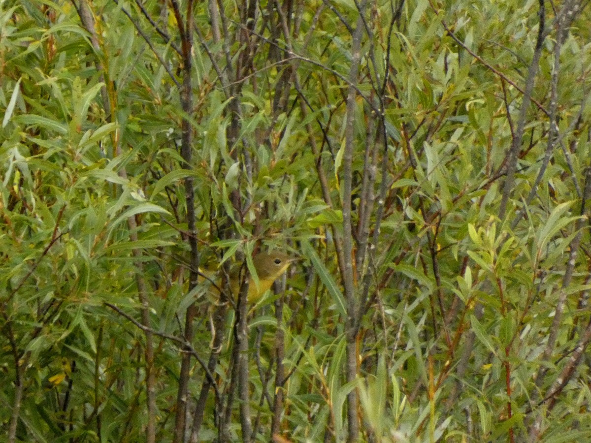 nordgulstrupe - ML642604763