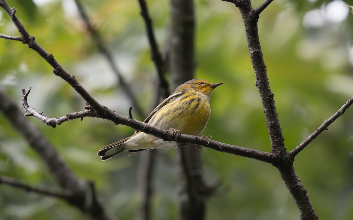 Cape May Warbler - ML642604769