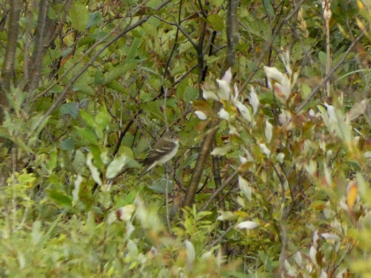 oreempid - ML642604785