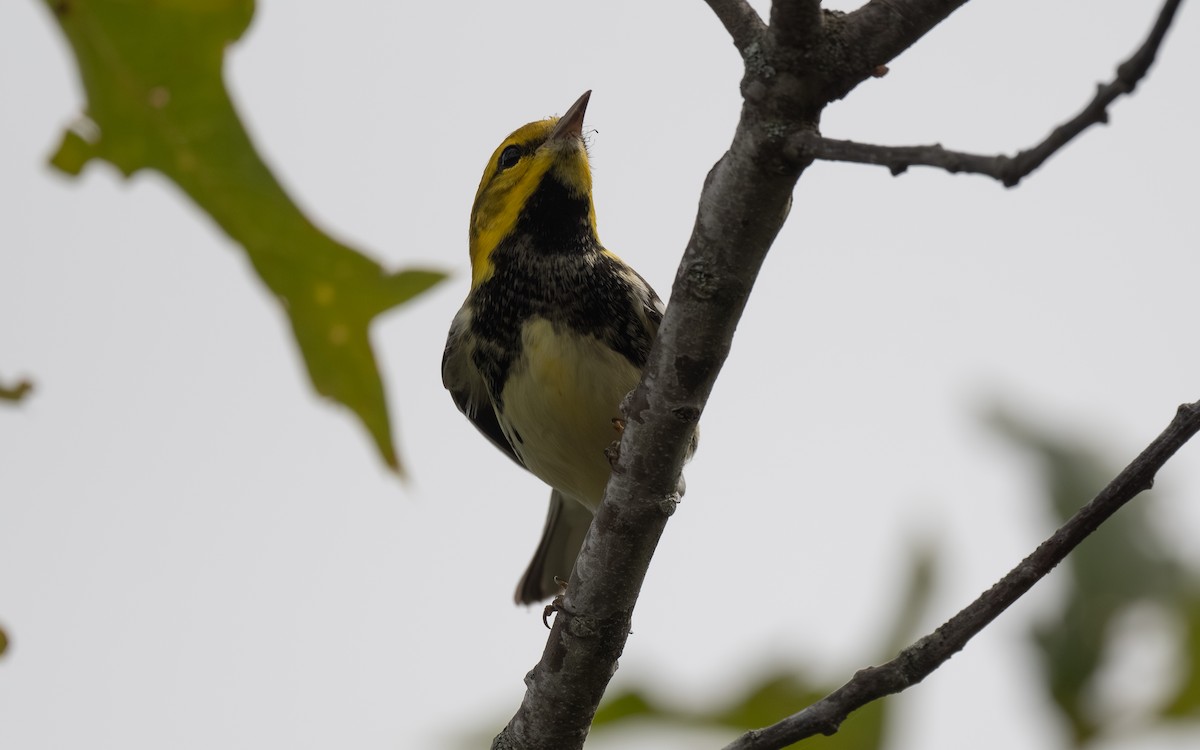 Black-throated Green Warbler - ML642604787