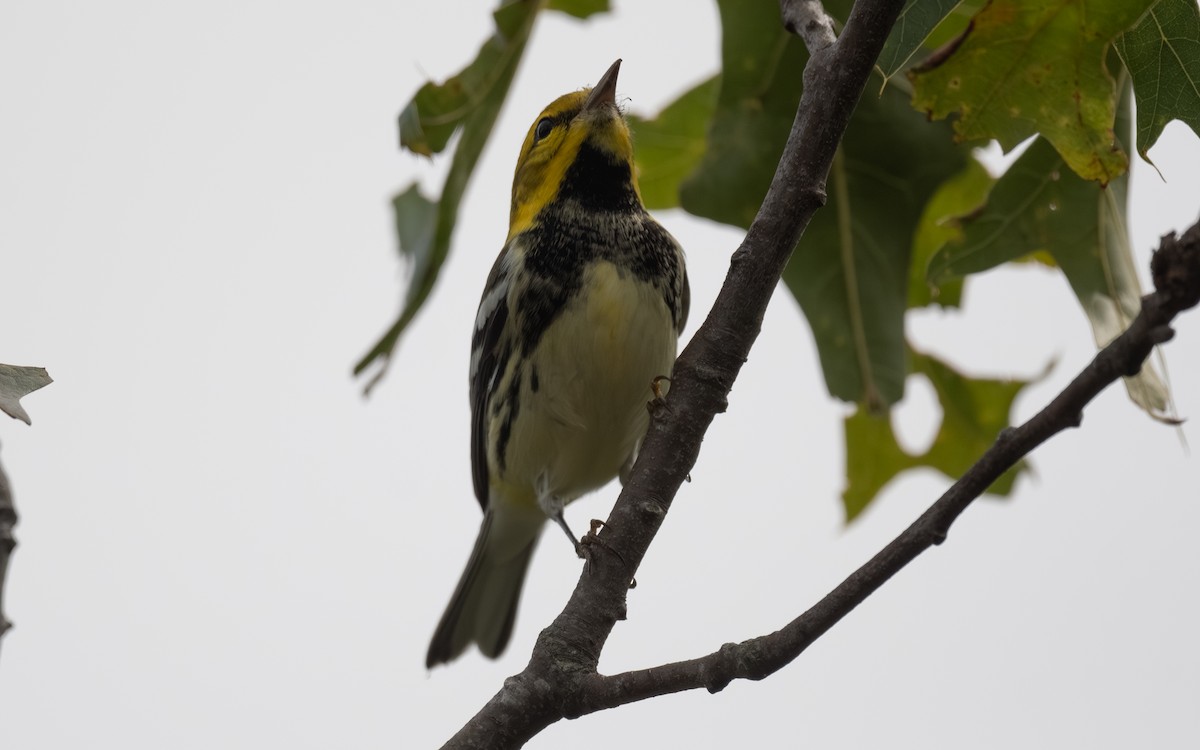 Black-throated Green Warbler - ML642604788