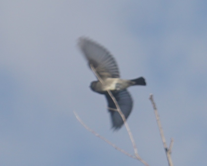 Olive-sided Flycatcher - ML642604789