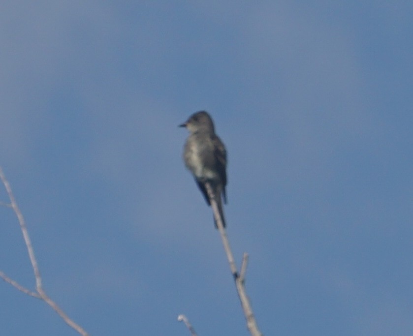 Olive-sided Flycatcher - ML642604790
