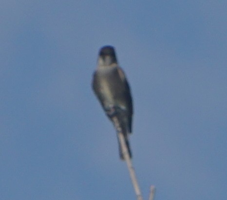 Olive-sided Flycatcher - ML642604791