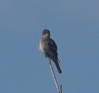 Olive-sided Flycatcher - ML642604792