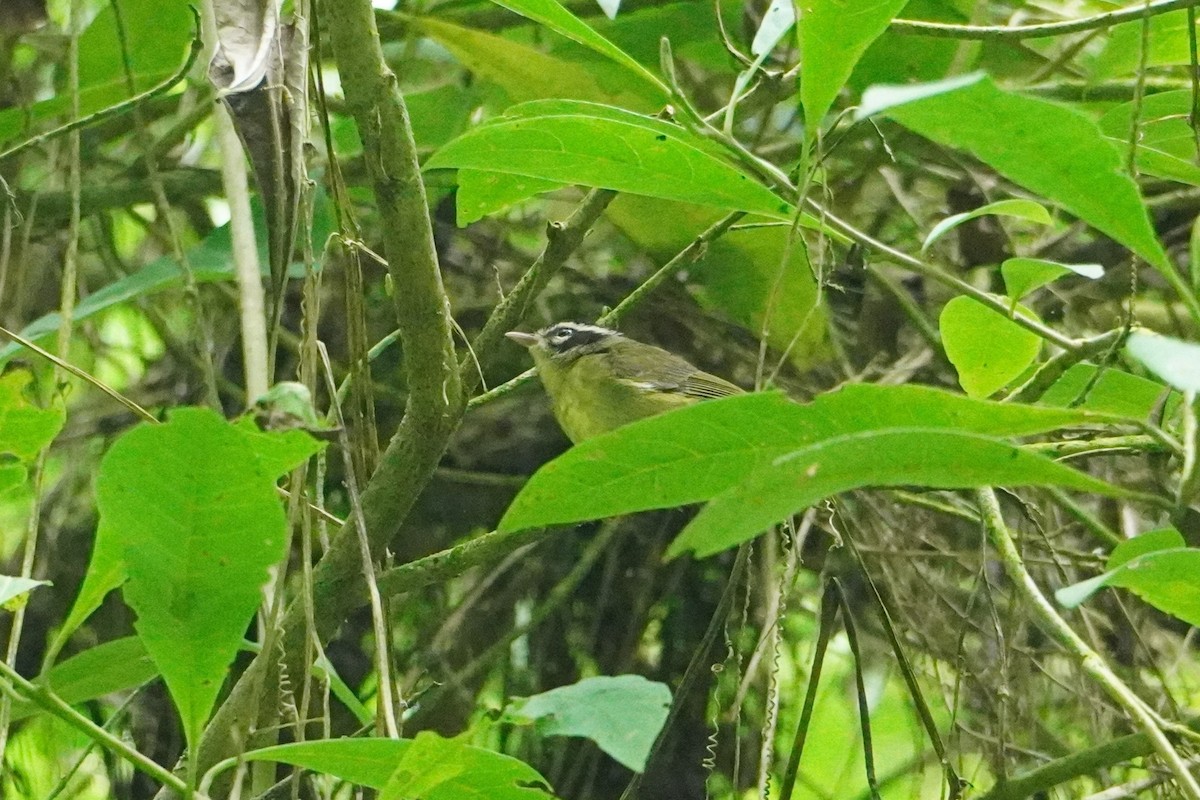 Three-striped Warbler - ML642604793