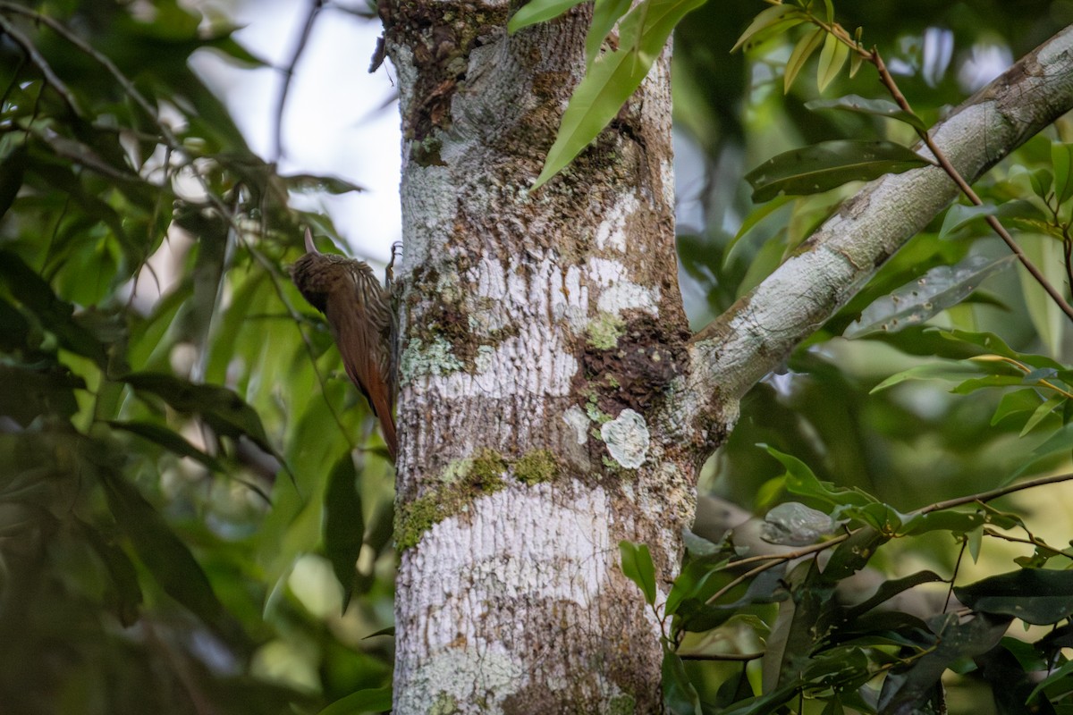 Dusky-capped Woodcreeper (Layard's) - ML642604812