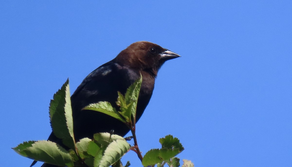 Brown-headed Cowbird - ML642604815