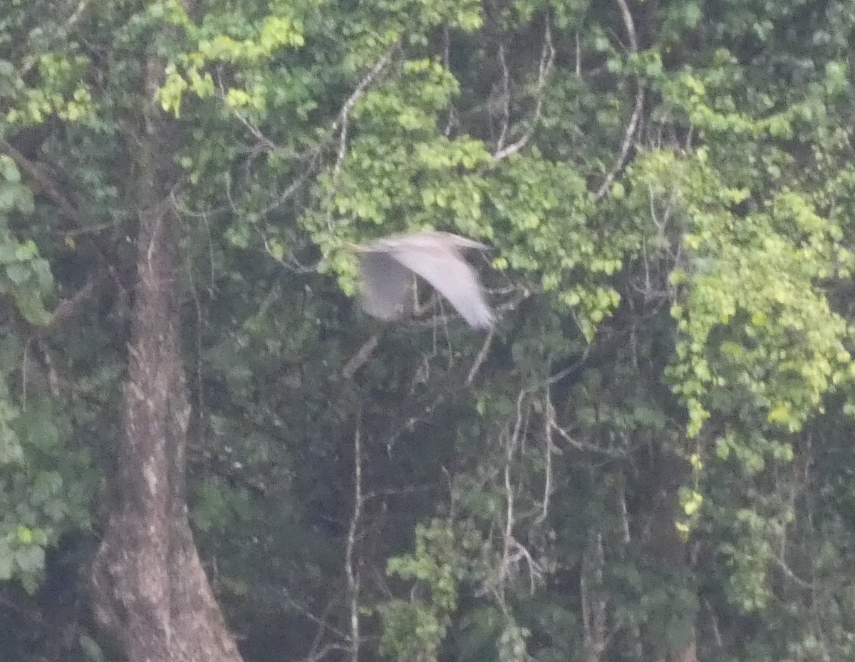 Great-billed Heron - ML642604816