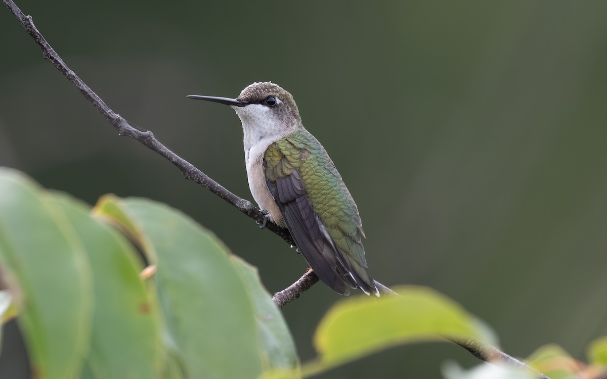 Ruby-throated Hummingbird - ML642604818