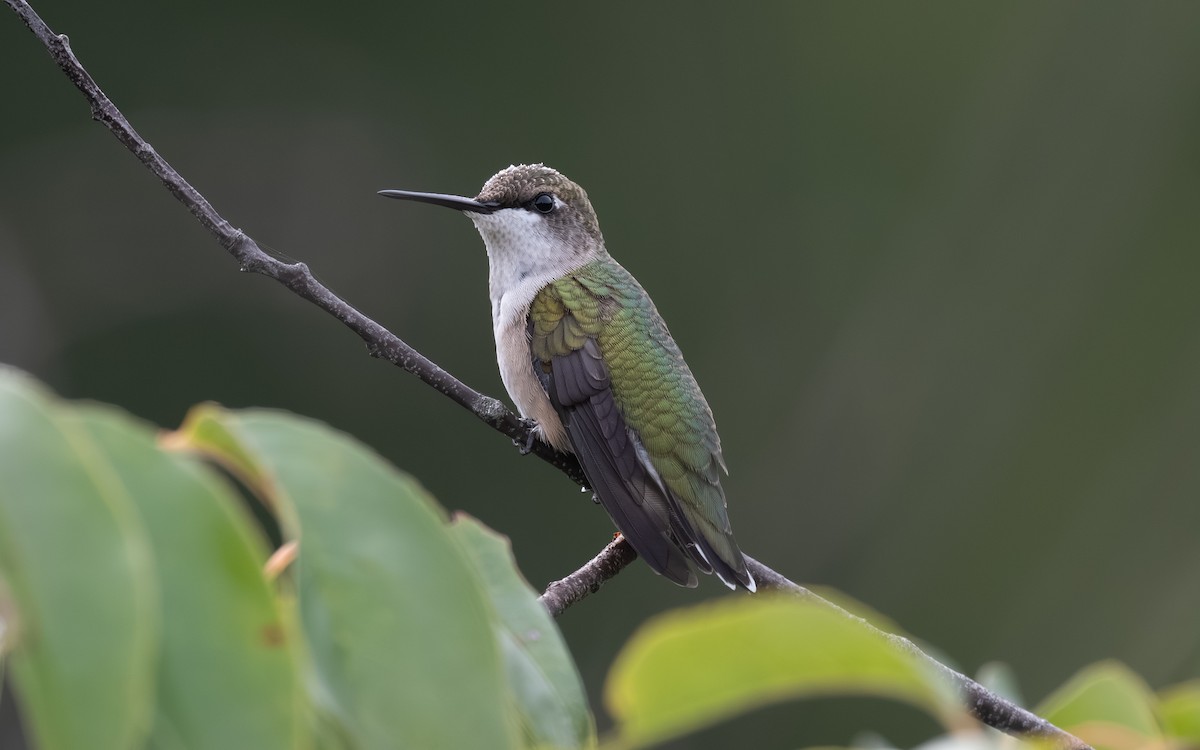 Ruby-throated Hummingbird - ML642604819