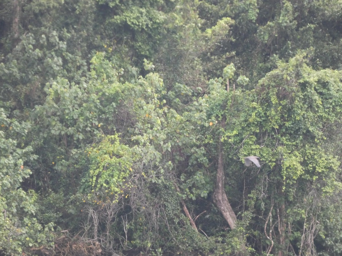 Great-billed Heron - ML642604821