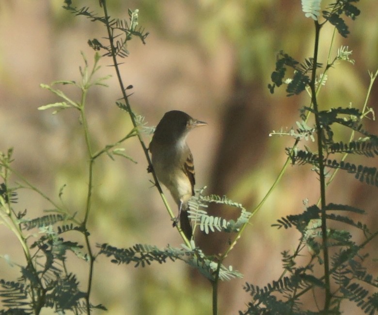 Willow Flycatcher - ML642604837