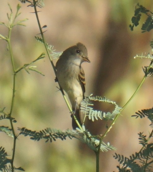 Willow Flycatcher - ML642604838