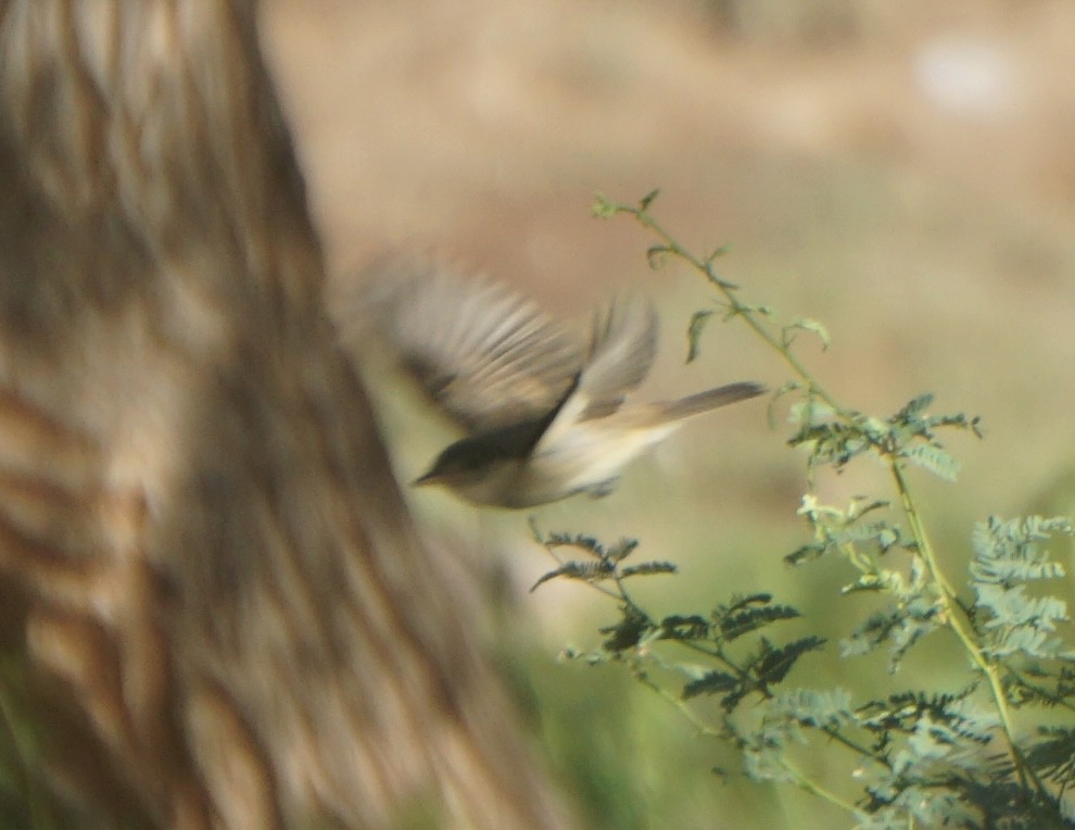 Willow Flycatcher - ML642604839