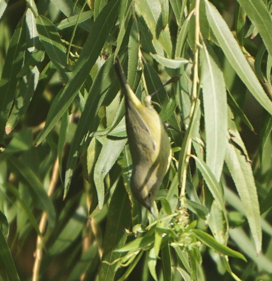 Orange-crowned Warbler - ML642604883