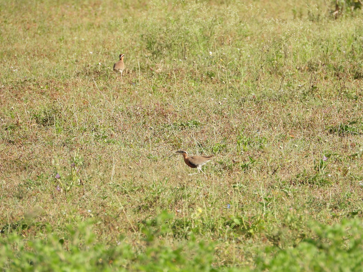 Indian Courser - ML642604889