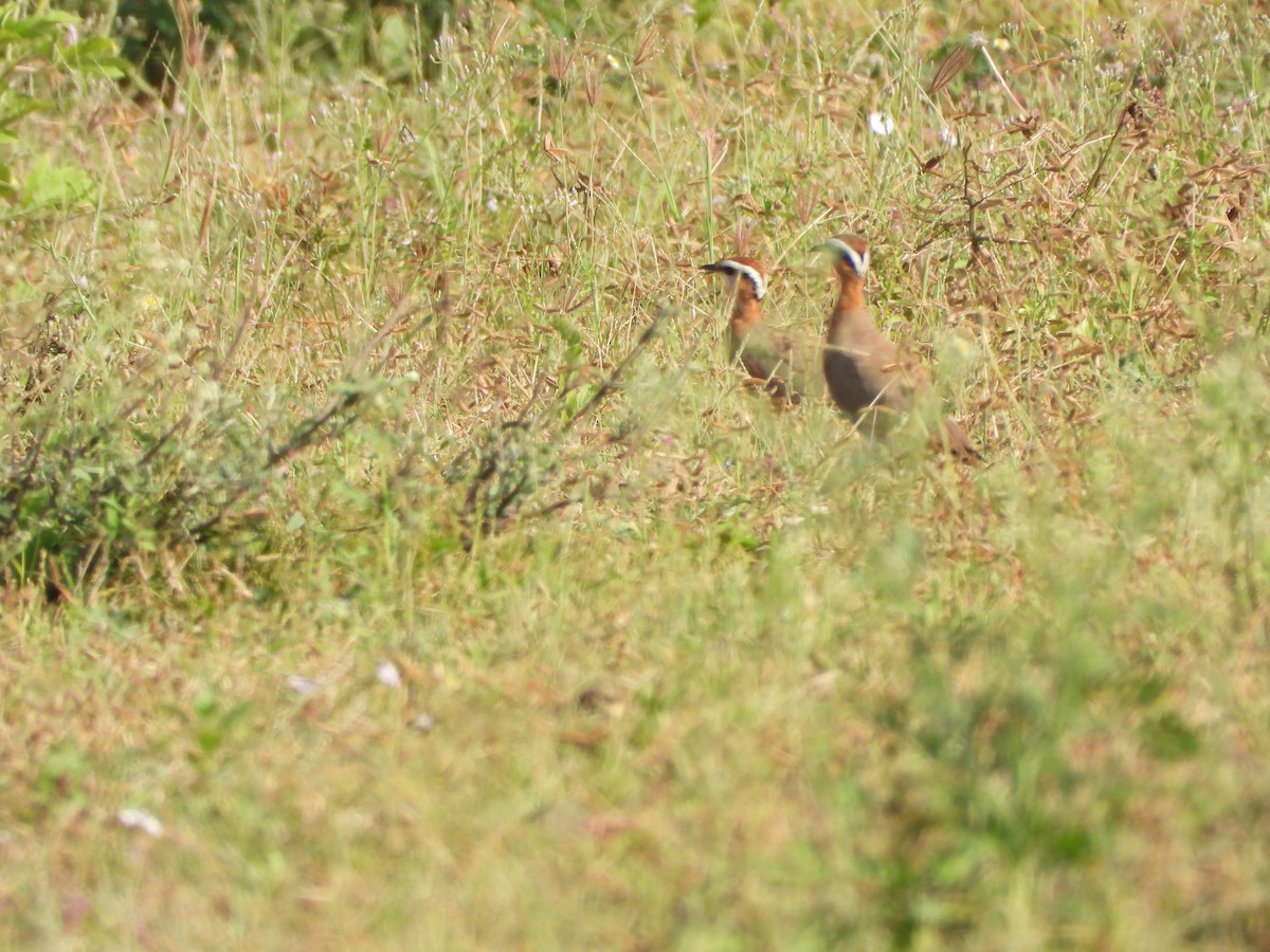 Indian Courser - ML642604890