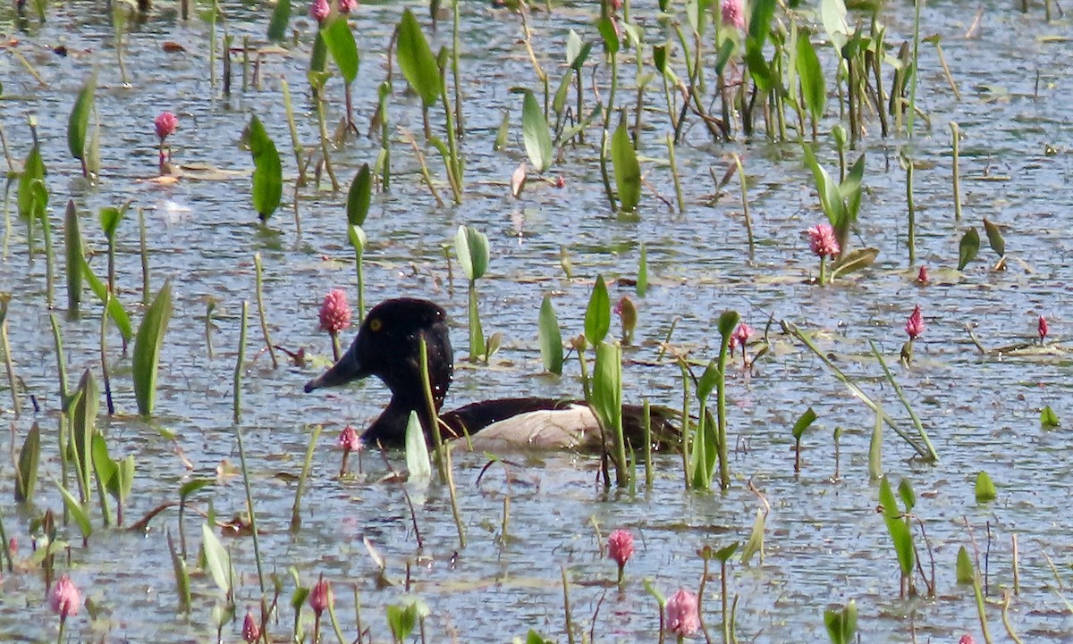 環頸潛鴨 - ML642604898