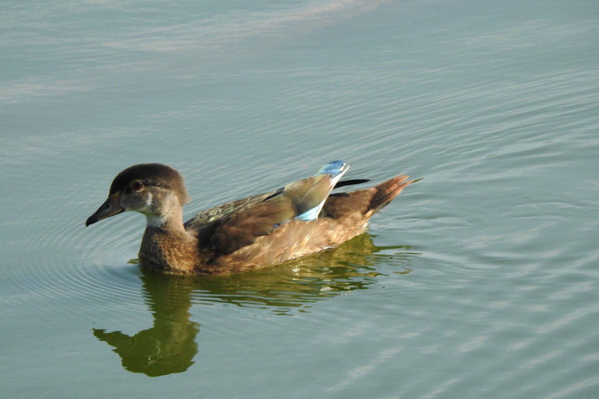 Canard branchu - ML642604903