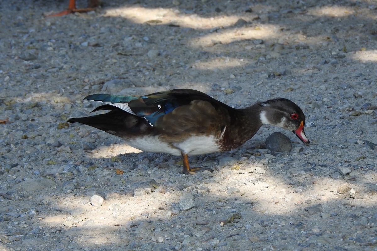 Canard branchu - ML642604904
