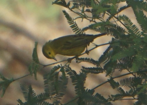 Yellow Warbler (Northern) - ML642604908