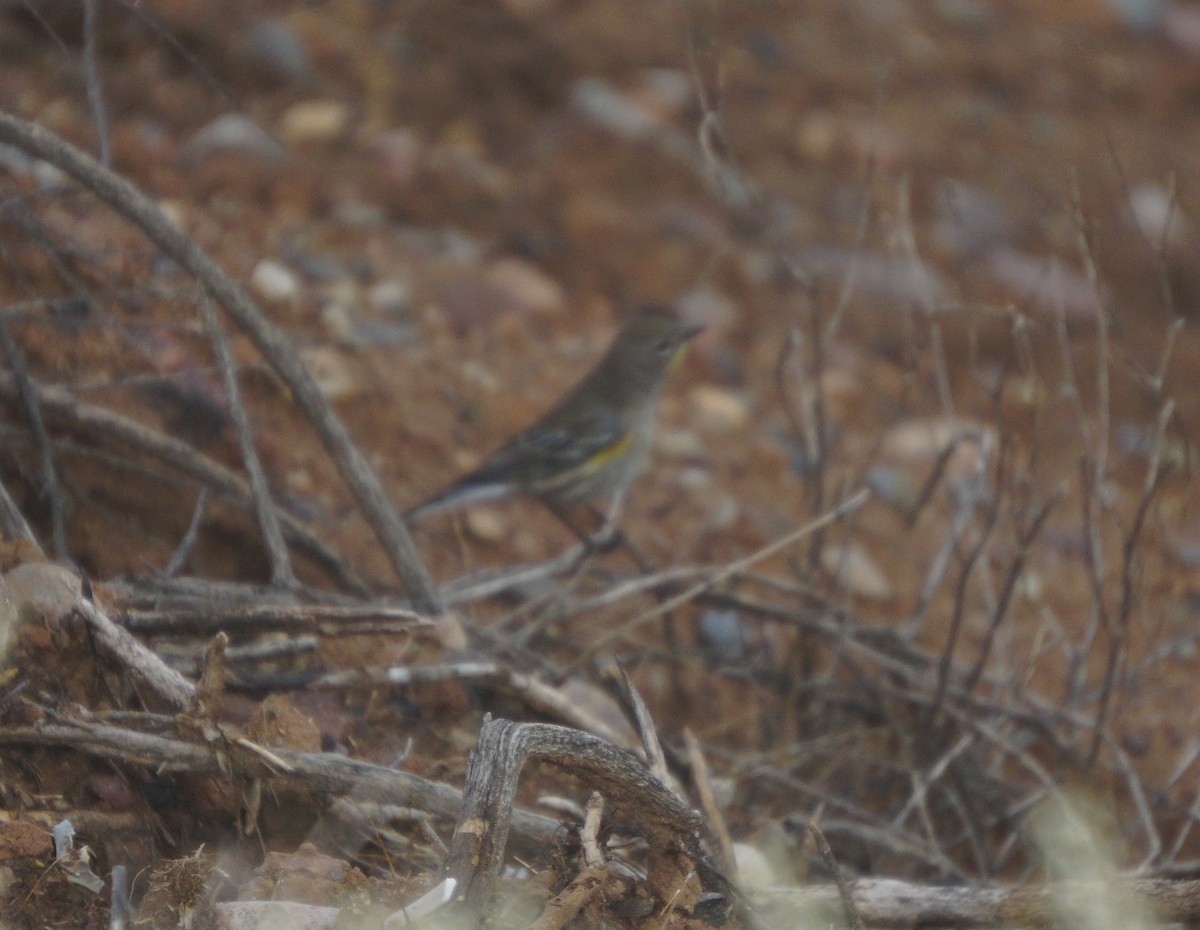 Yellow-rumped Warbler - ML642604923