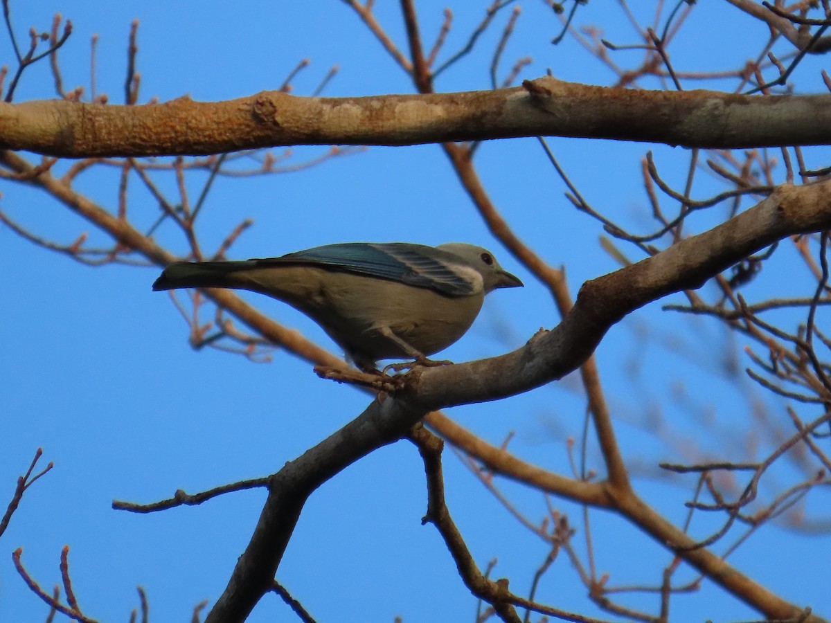 Blue-gray Tanager - ML642604975
