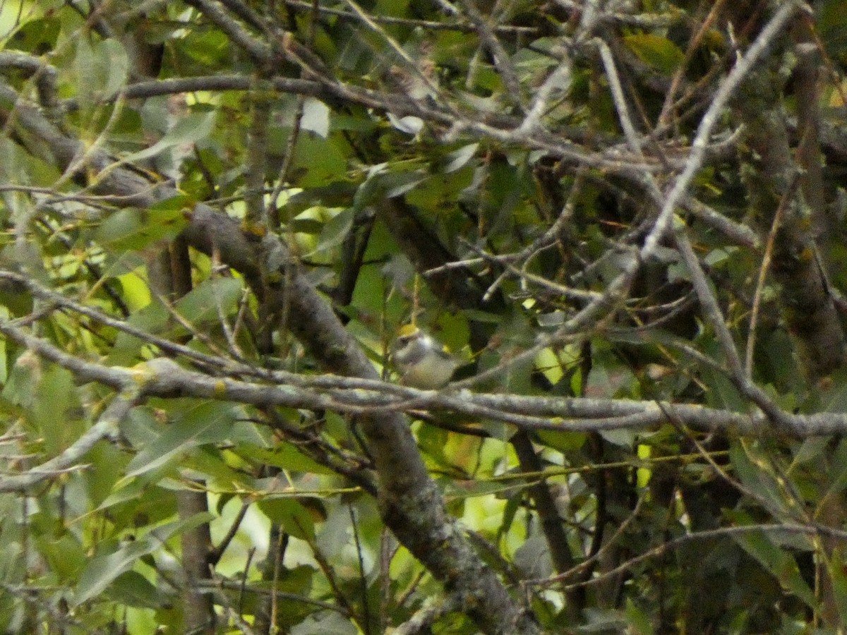 gullvingeparula - ML642605011