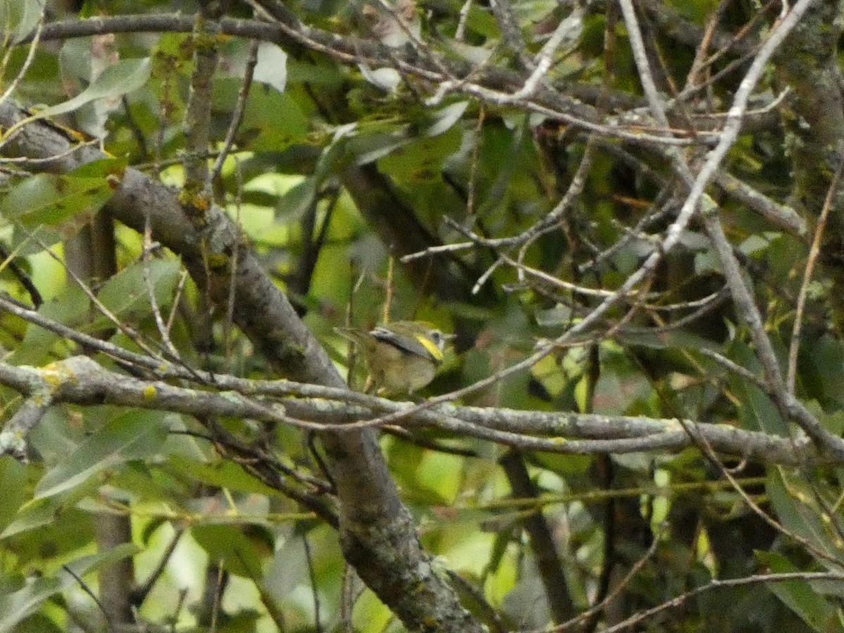 gullvingeparula - ML642605012