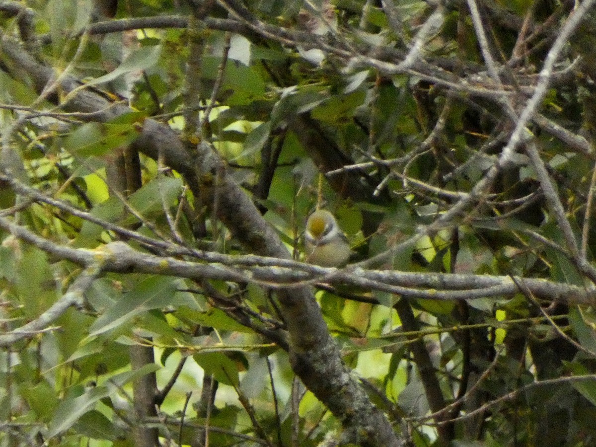 gullvingeparula - ML642605013