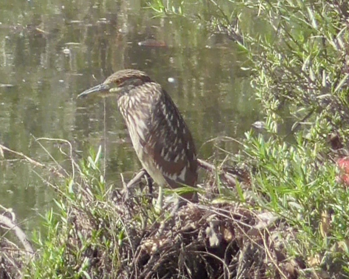 Black-crowned Night Heron - ML642605028