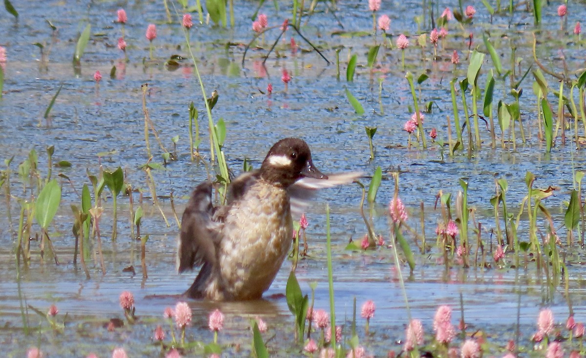 Bufflehead - ML642605029