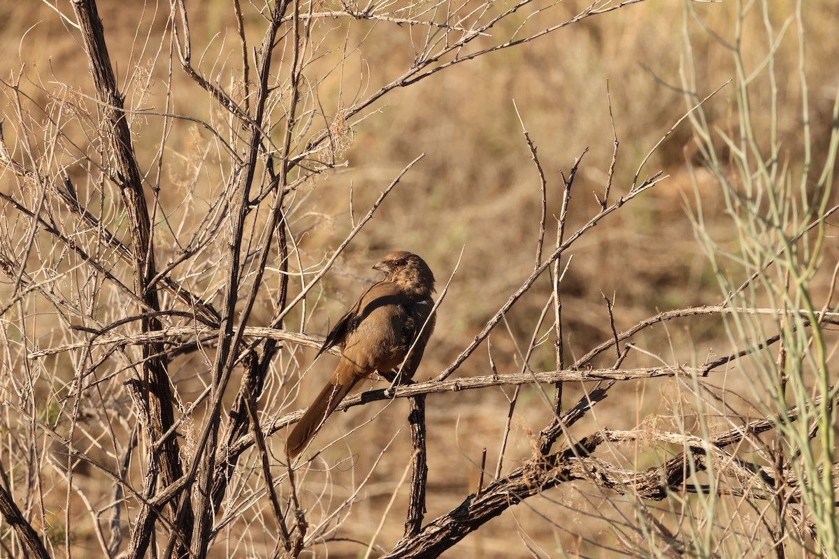 Abert's Towhee - ML642605030