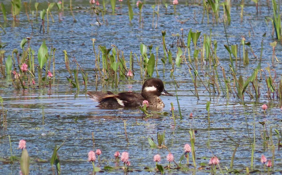 Bufflehead - ML642605038