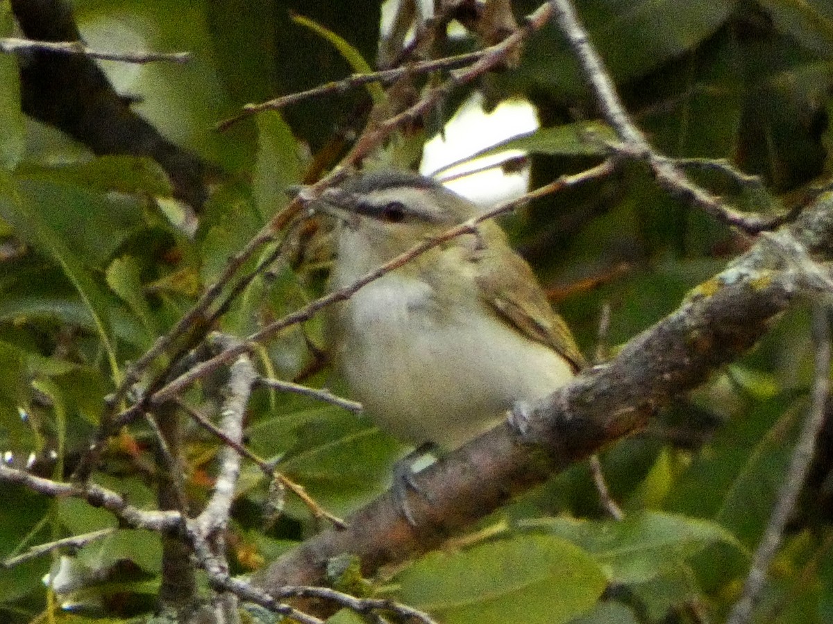 rødøyevireo - ML642605043