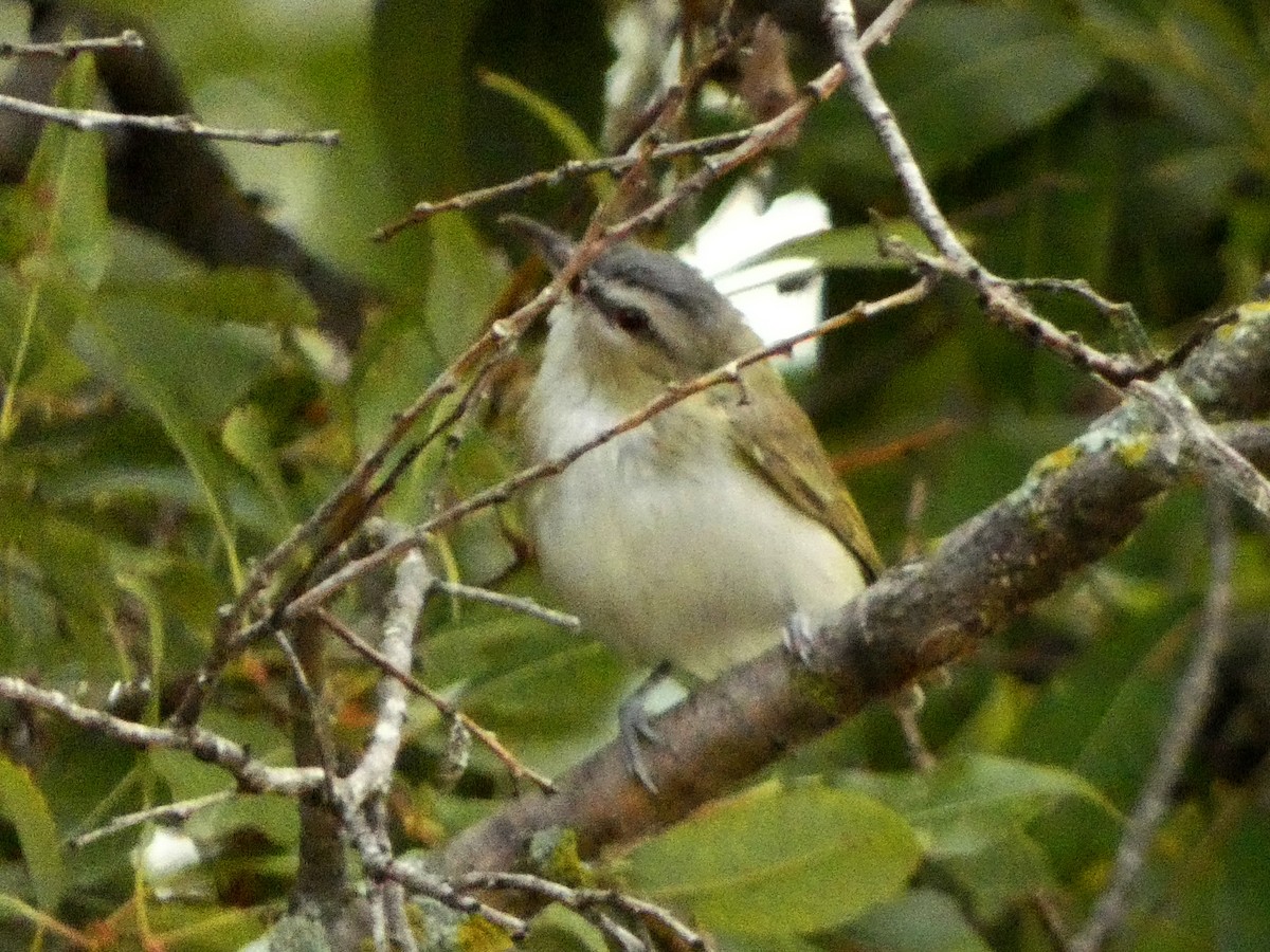rødøyevireo - ML642605044