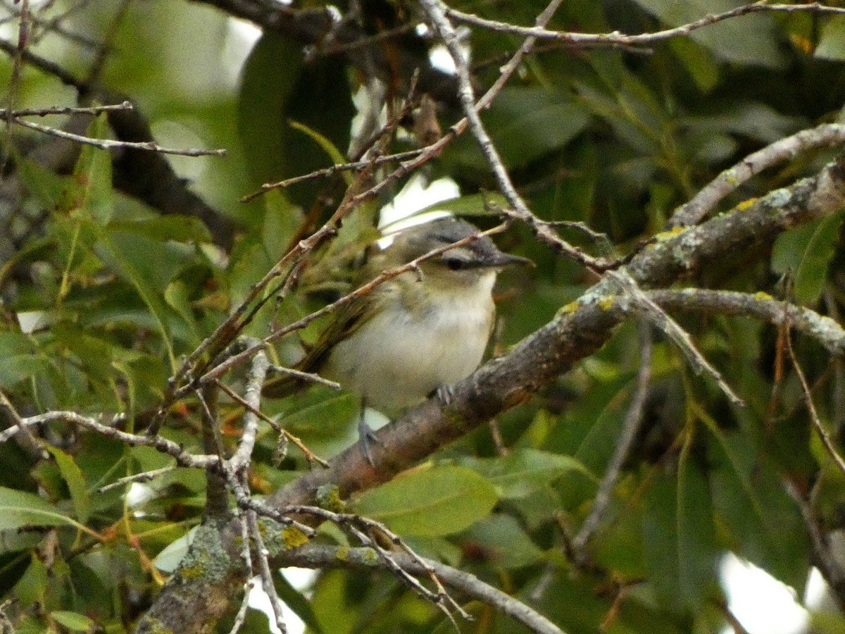 rødøyevireo - ML642605045