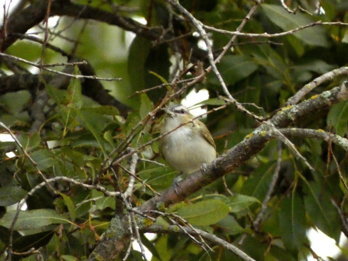 rødøyevireo - ML642605046