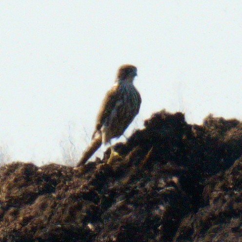 dřemlík tundrový - ML642605048